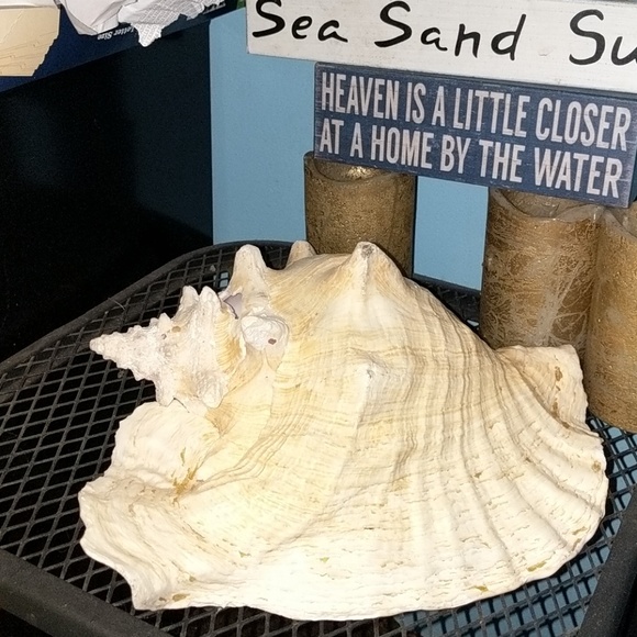 Real conch shell - Picture 4 of 4